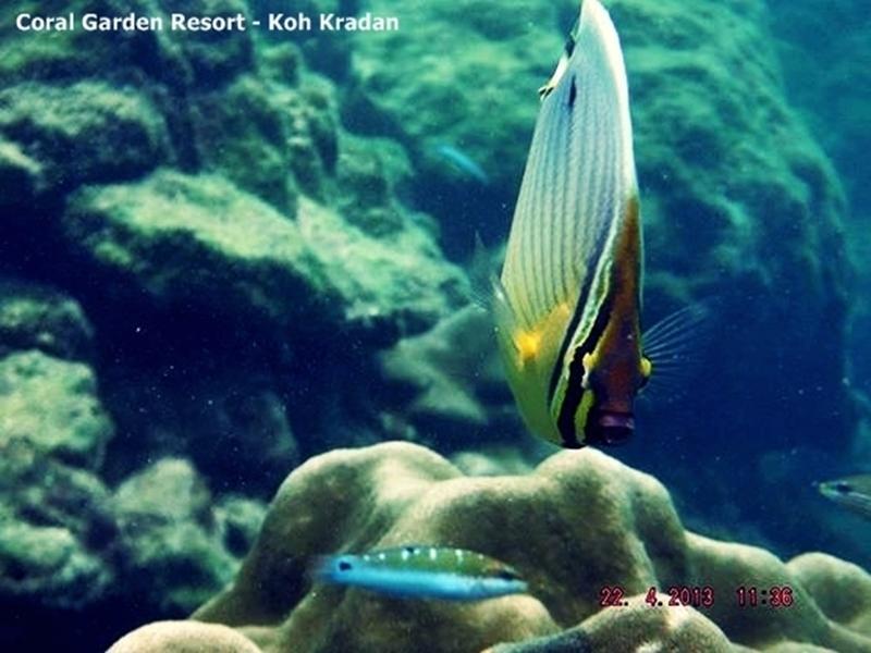Coral Garden Resort Koh Kradan Buitenkant foto