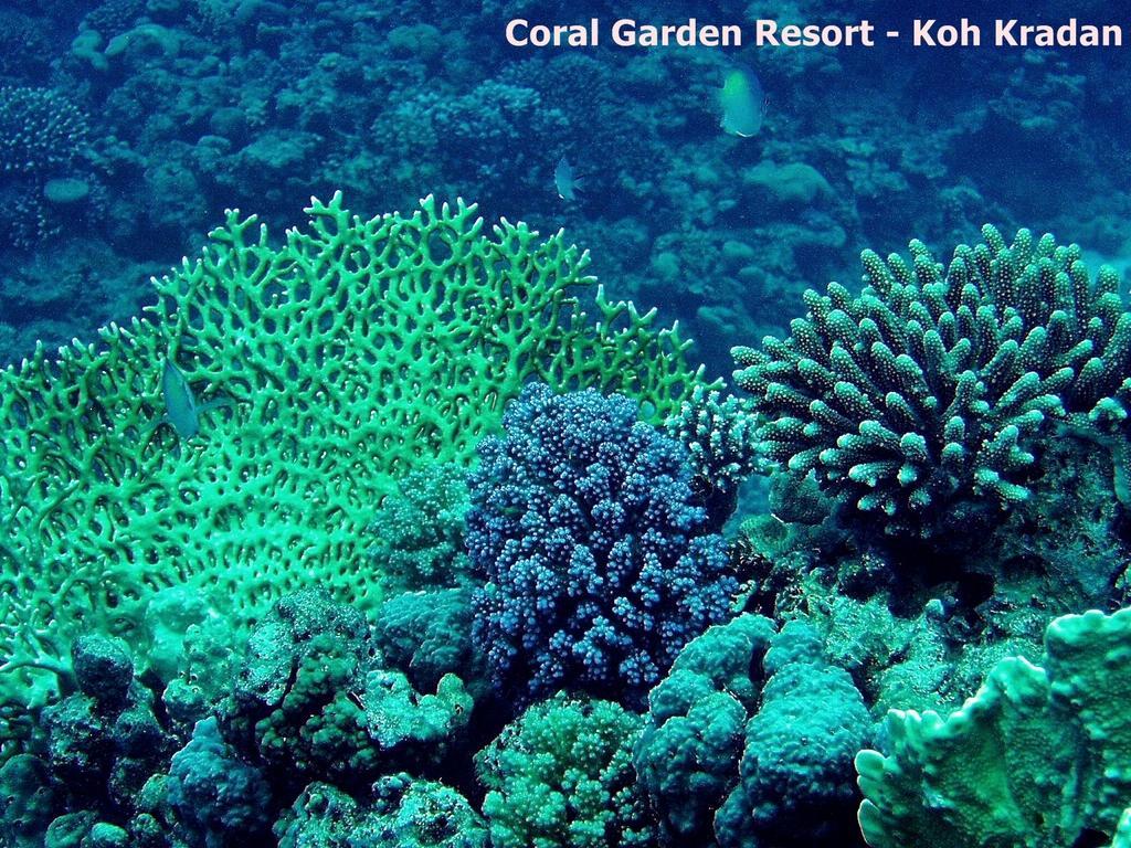 Coral Garden Resort Koh Kradan Buitenkant foto
